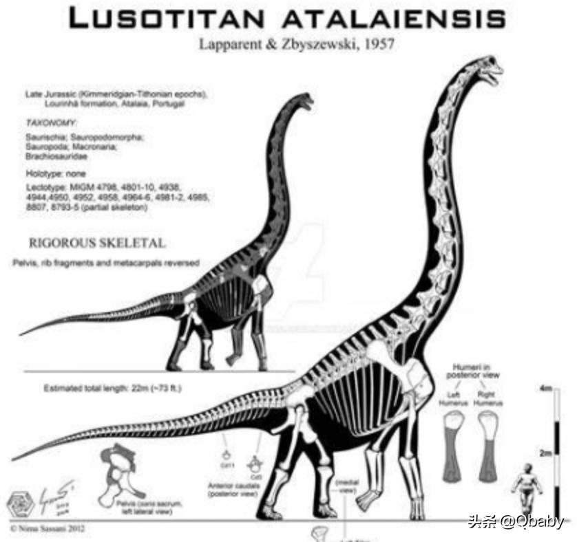 恐龙大百科恐龙探秘,恐龙探秘恐龙化石