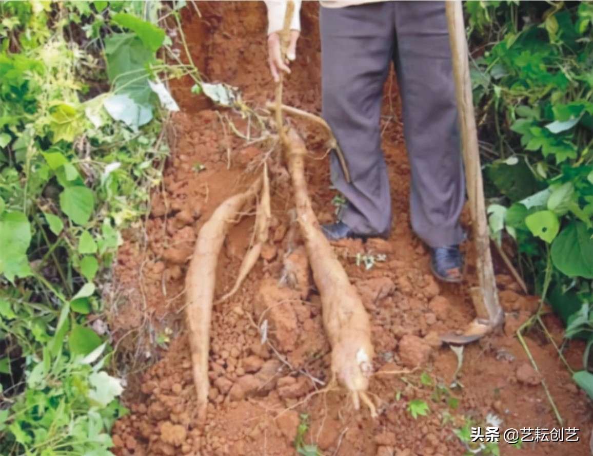 湖北标志性农产品,全国农产品地理标志目录四川