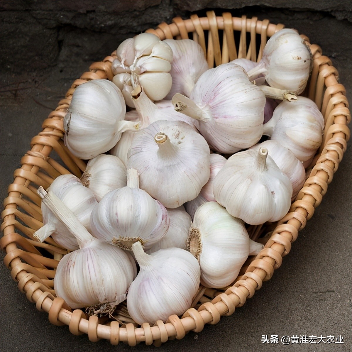 09年大蒜暴涨原因,2010年全国大蒜上涨趋势图