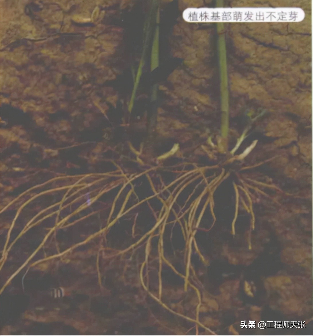 加拿大一枝黄花霸王花,加拿大一枝黄花怎么入侵了