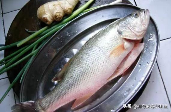 什么鱼dha含量高适合小孩子吃,给孩子吃dha含量高的鱼有哪些