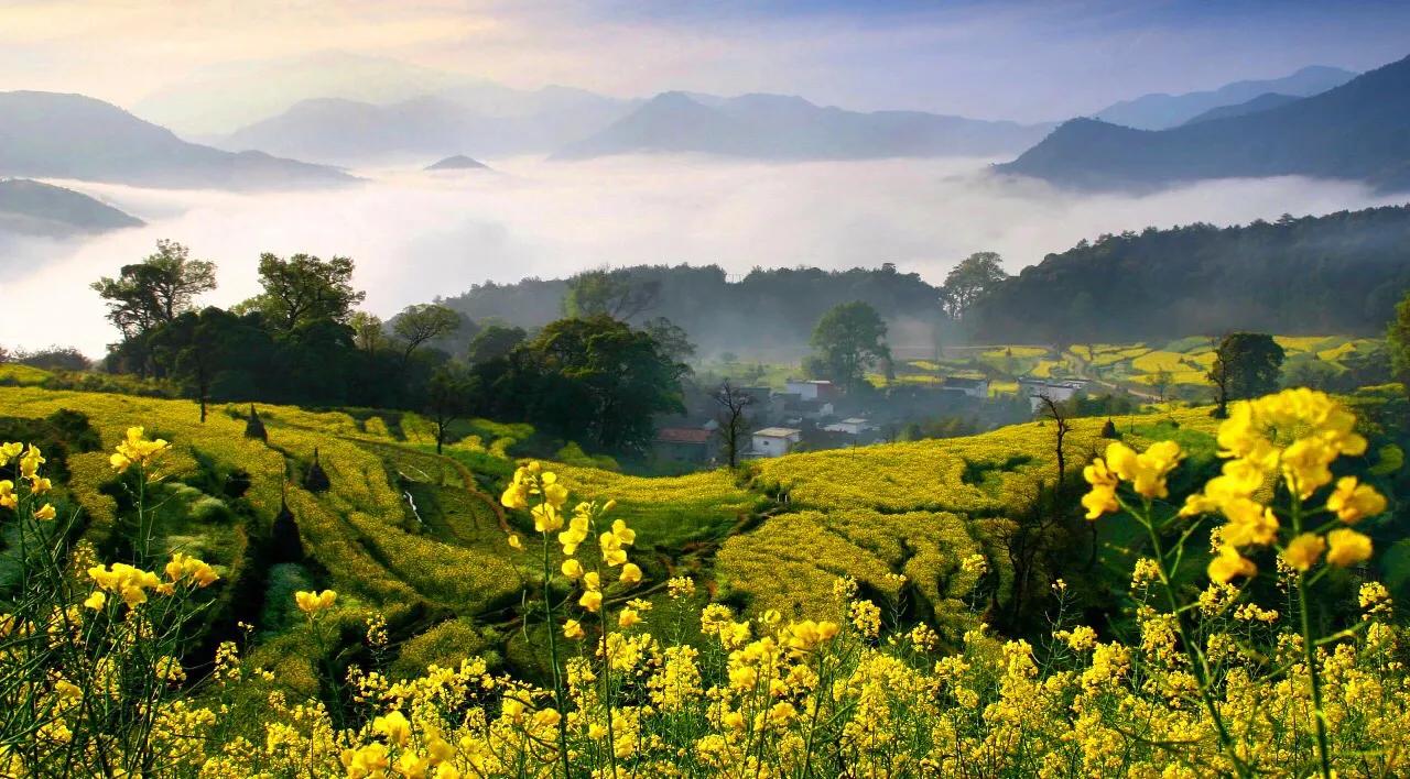 赏油菜花攻略,寻找最美油菜花可去这十大景点