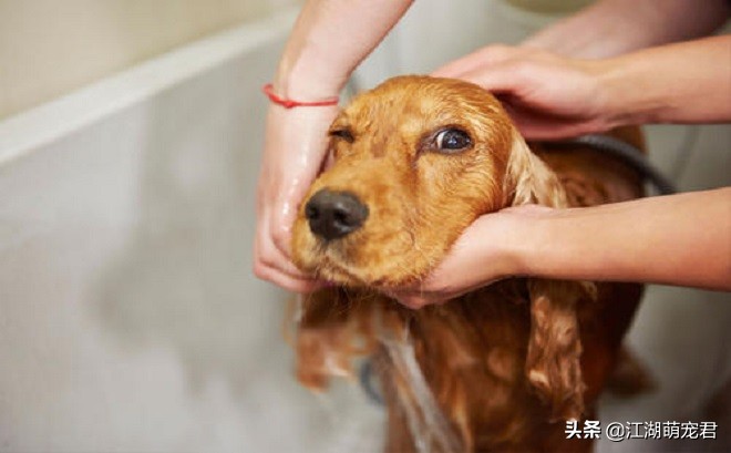 狗狗在夏天必须注意的五个小心,狗狗感到热的时候会怎么样