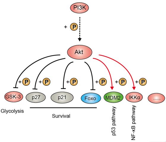 硬货的解析,硬货必买的10种