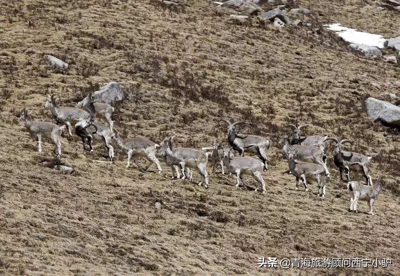 青海隐藏的秘密,青海发现美丽秘境全世界为之瞩目