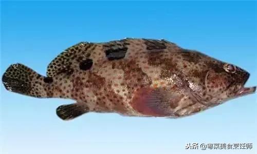 名贵海鲜干货有哪些品种,名贵海鲜水产品种类