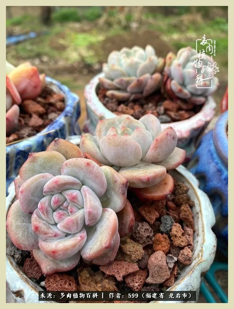 生活需要努力也需要花草,所有的热爱都需要不遗余力图片