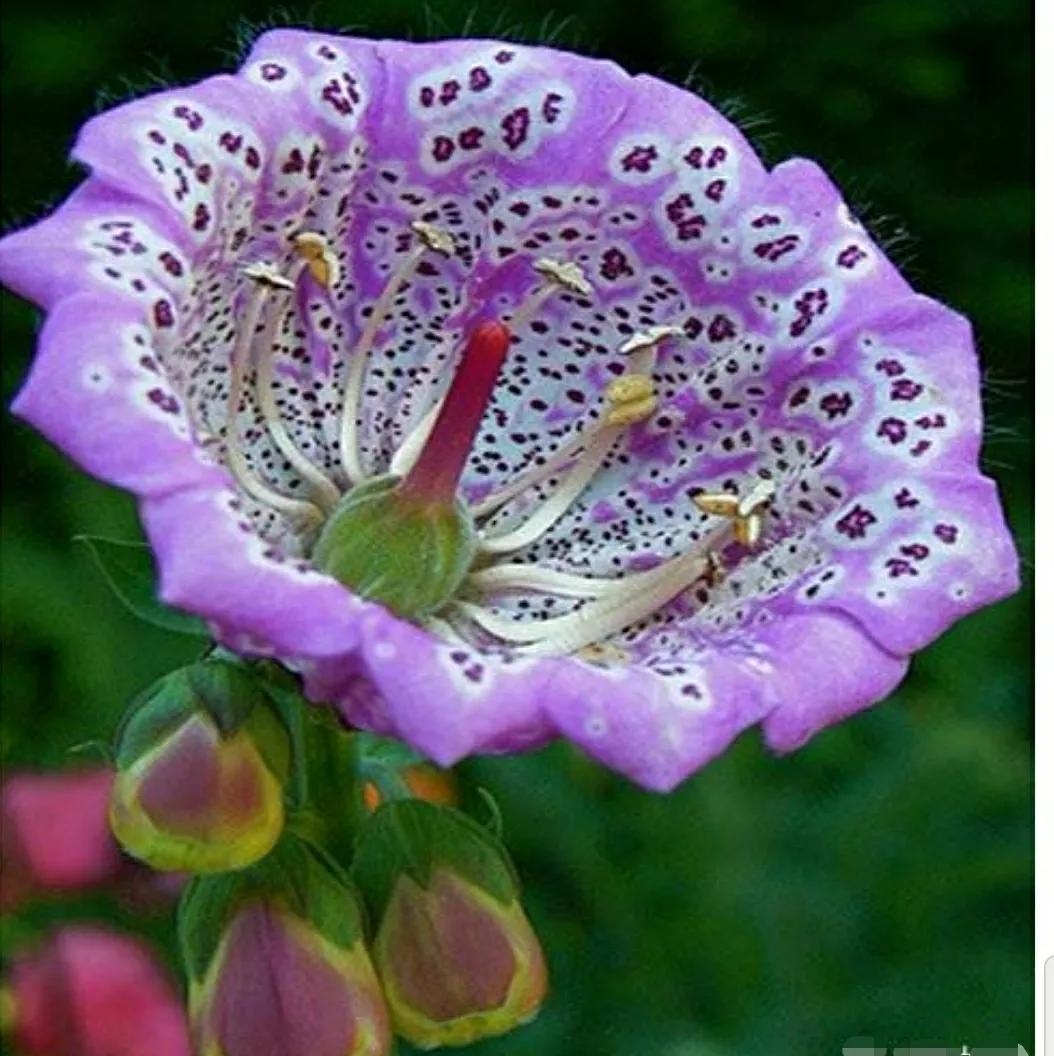 秋日私语：抬头一笑百媚生，美不惊人死不休的造型奇花