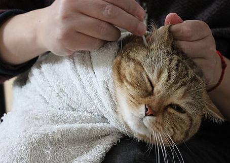 猫咪额头和耳朵秃了是怎么回事,猫咪头顶两侧为什么秃