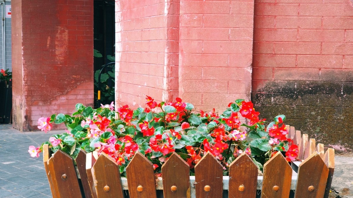 疯长的四季海棠养殖方法,四季海棠养殖方法与注意事项