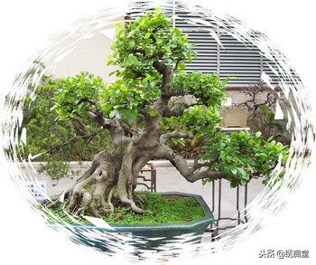 丛林式盆景欣赏,盆景欣赏及制作