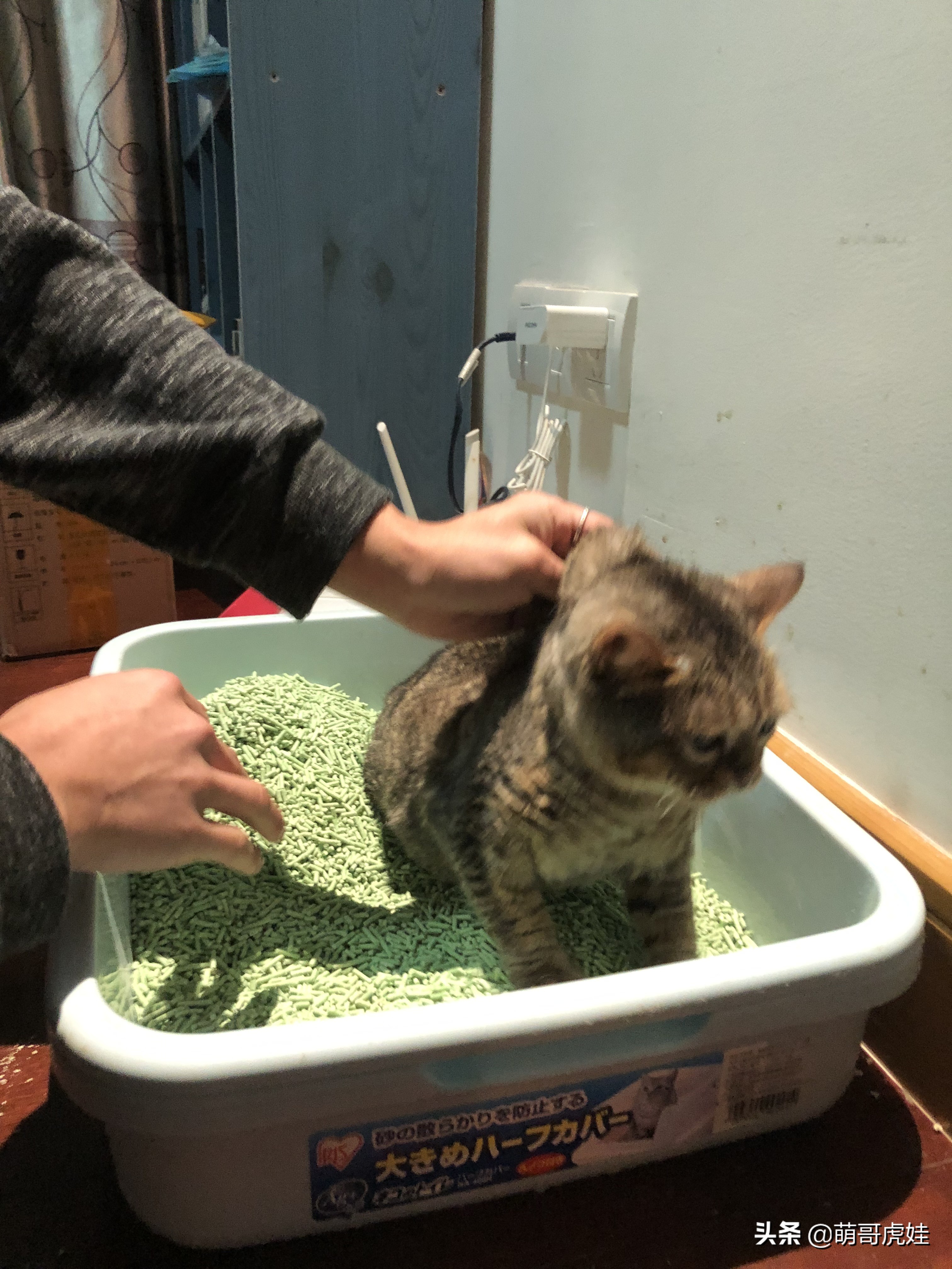 抓住小猫后颈挣扎得厉害,拎猫咪后脖颈猫咪使劲挣扎