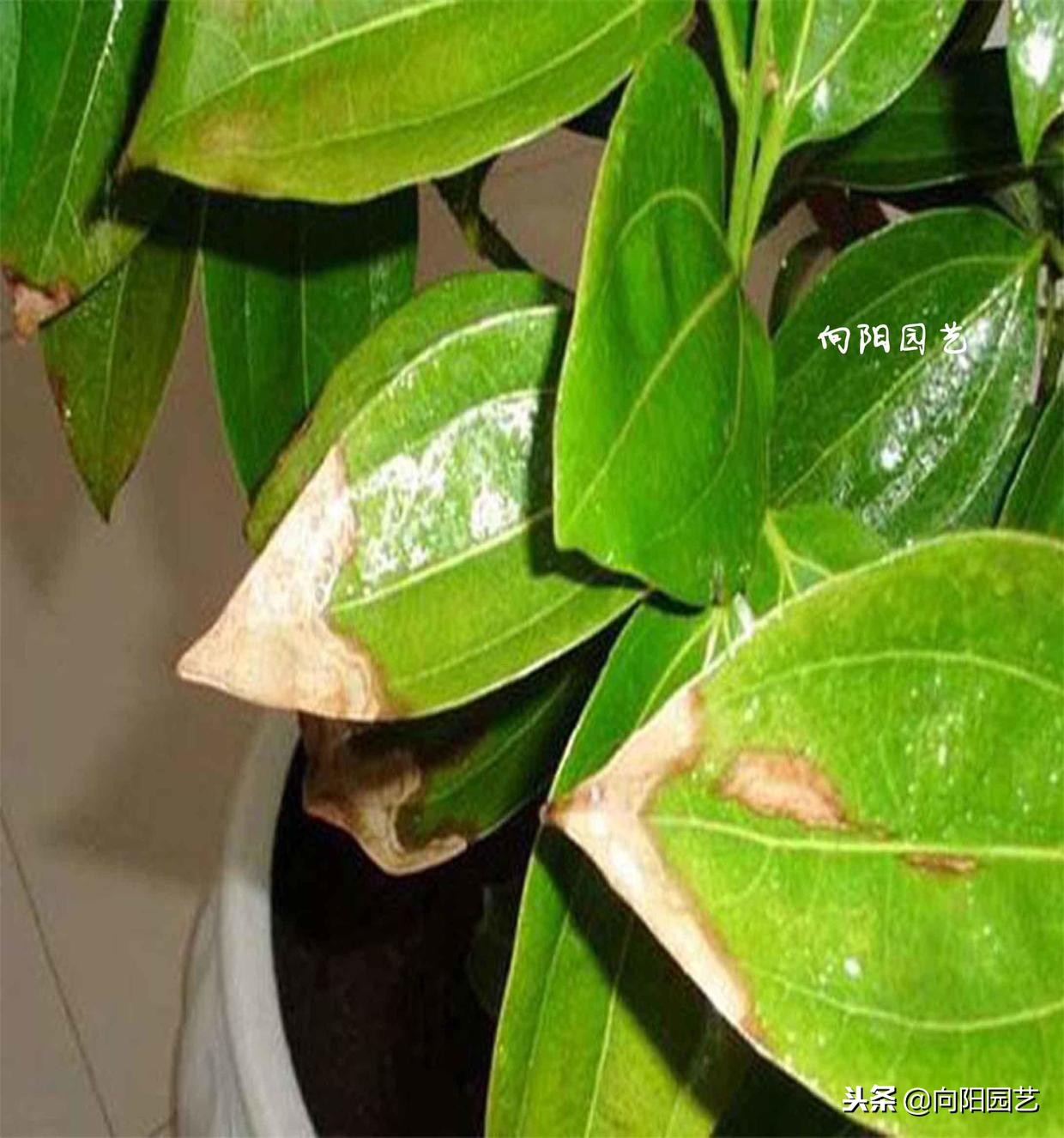 盆栽石榴树叶子发黄脱落怎么办,盆栽栀子花叶子发黄是什么原因