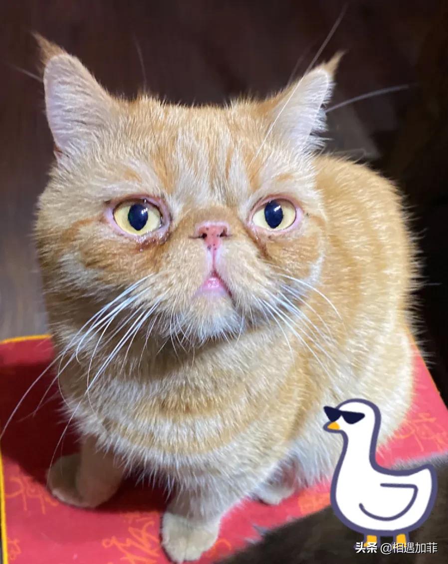 猫咪喜欢看电视动画片,猫咪喜欢看电视里的小动物