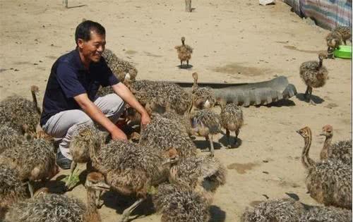 一颗鸡蛋卖天价,一颗蛋卖四百万的梗