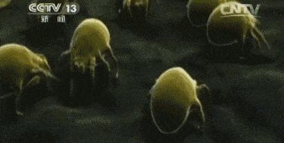 痘痘挤出的白米粒,痘痘挤出白点和血算干净了吗