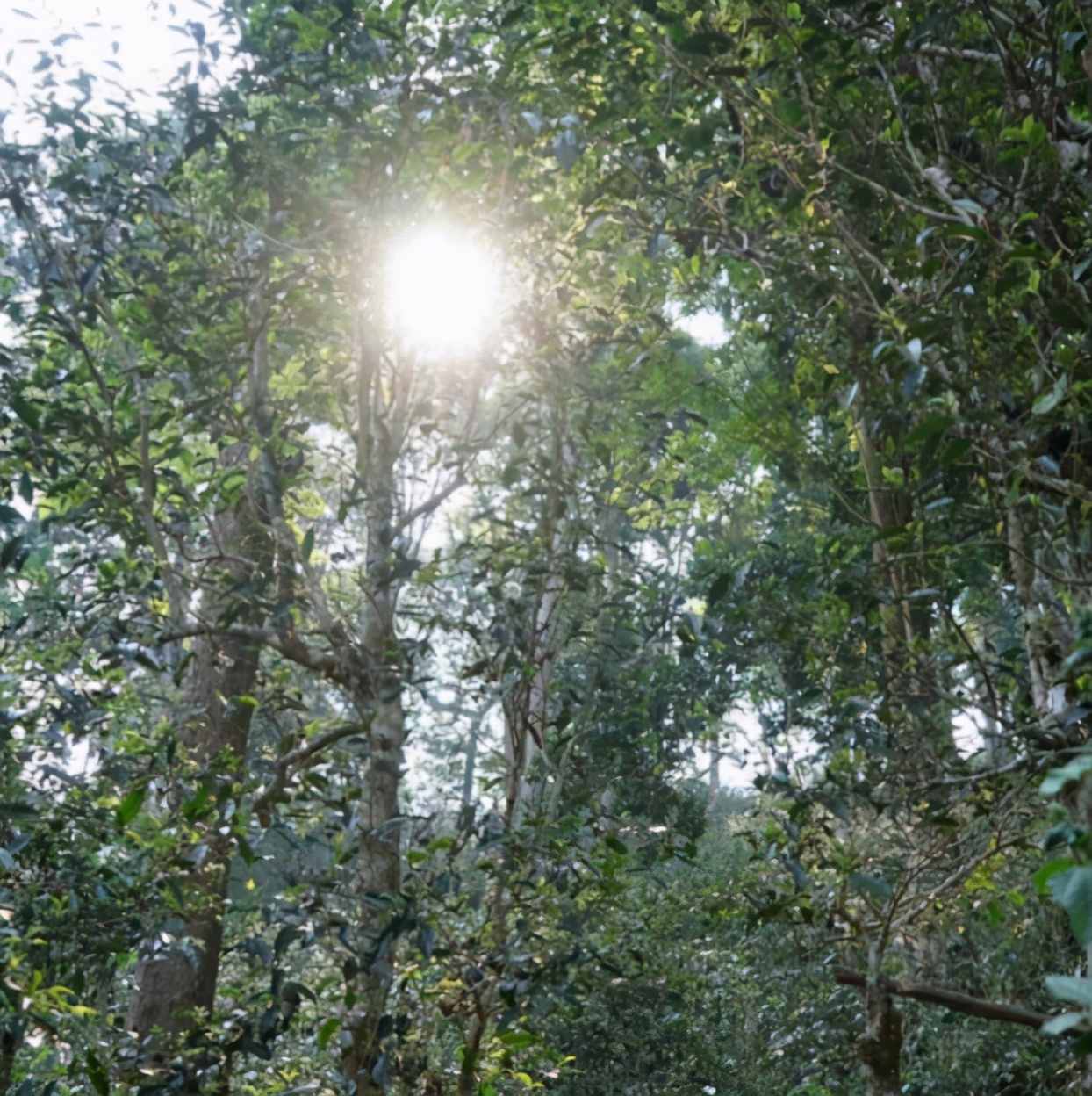 刮风寨哪些茶比较出名,刮风寨是易武最好的茶吗