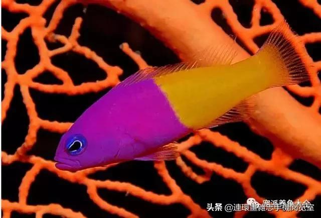 宠物鱼推荐小型的鱼,哪种宠物鱼最可爱