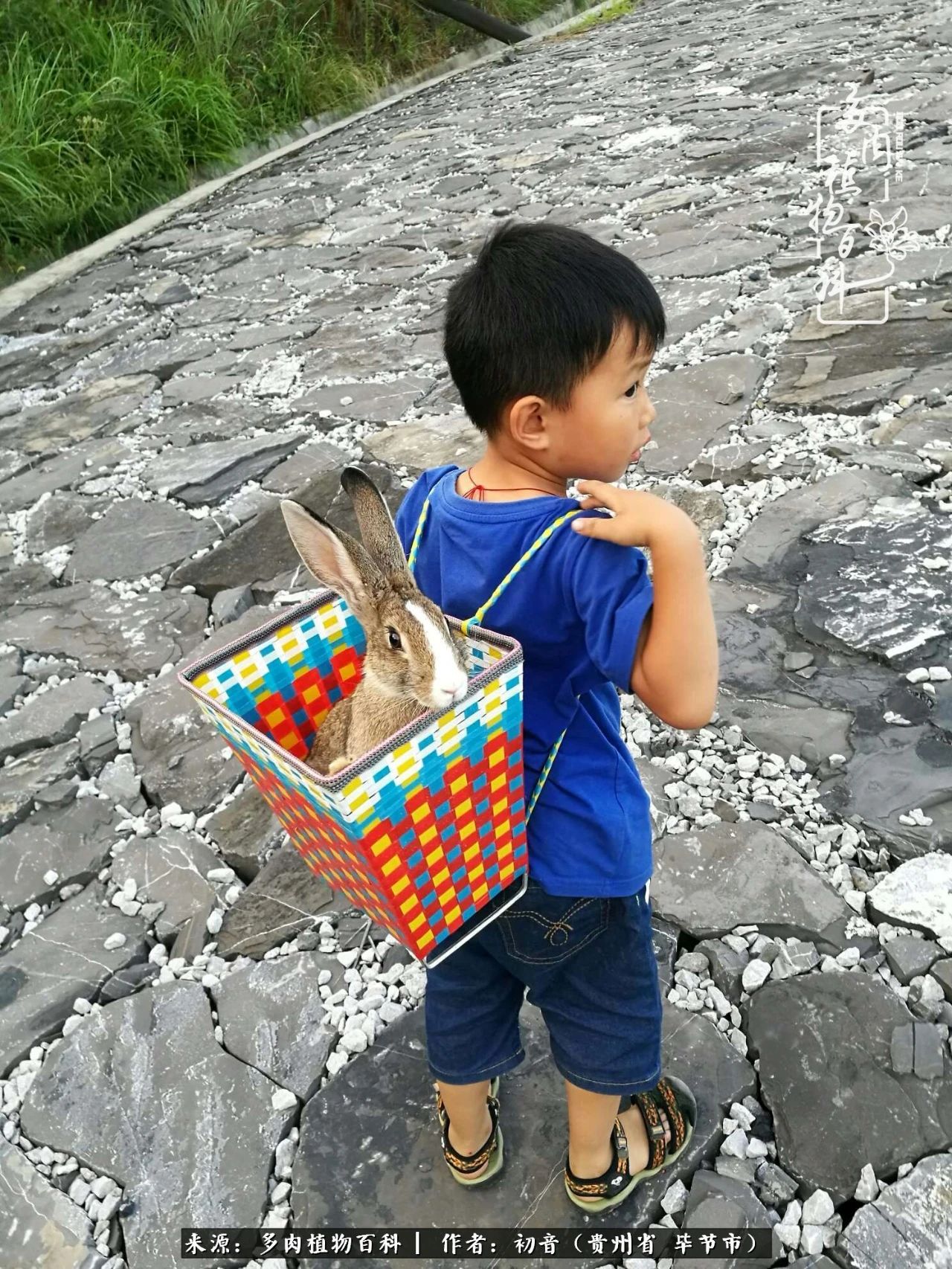 和多肉共度美好时光,与多肉一起成长