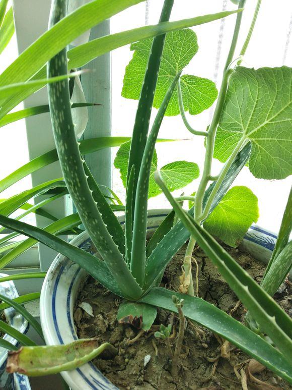 室内养什么植物对净化空气有效,什么植物净化空气最好室内好养