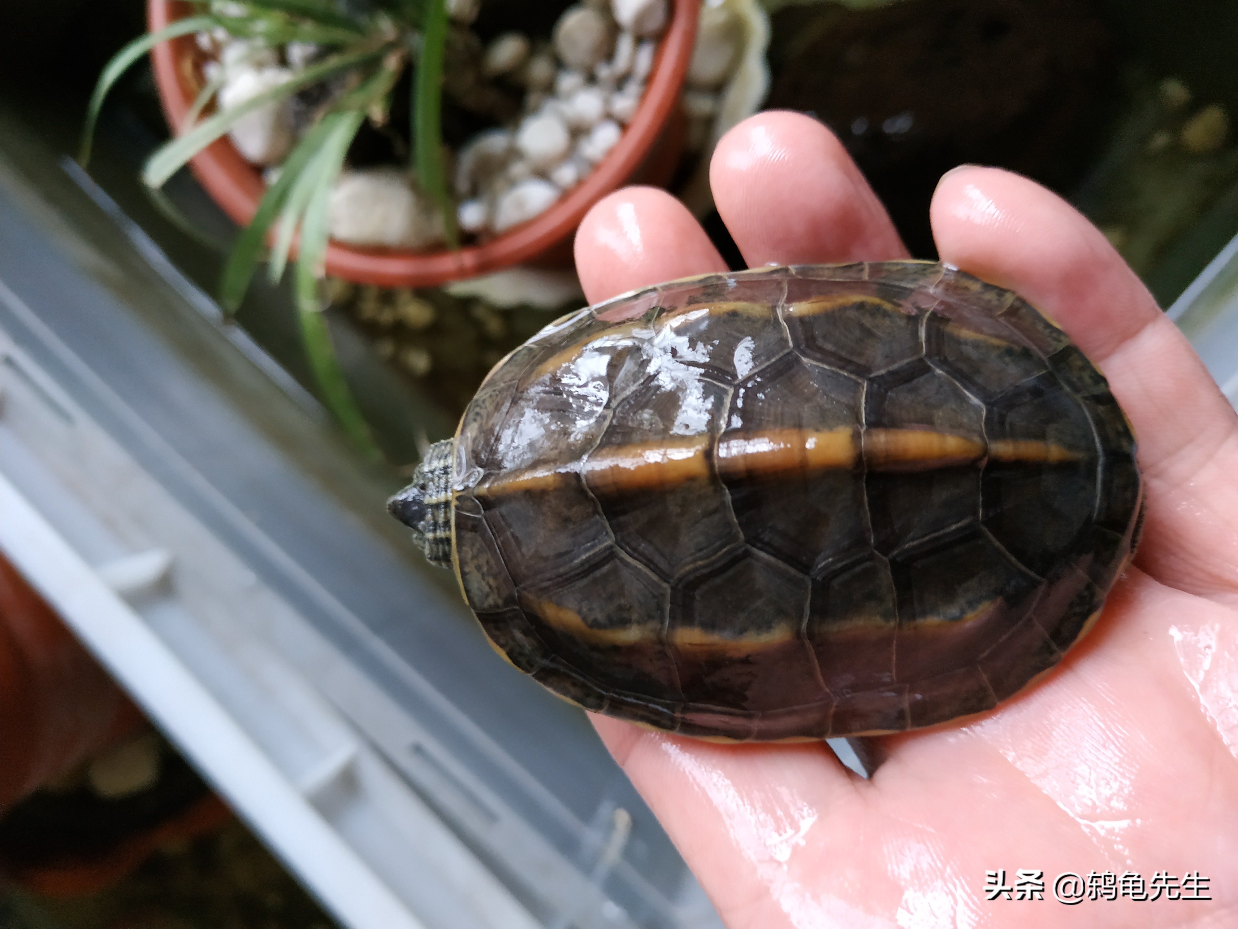 草龟冬眠的正确养法,草龟用湿毛巾冬眠法