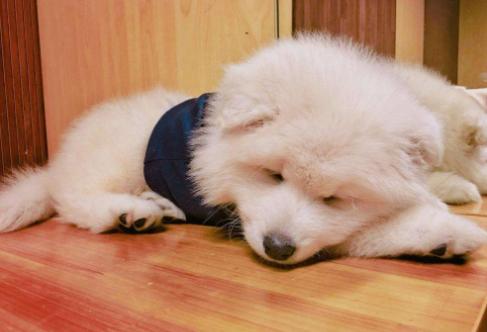 萨摩耶患犬瘟,萨摩耶流鼻涕是为什么