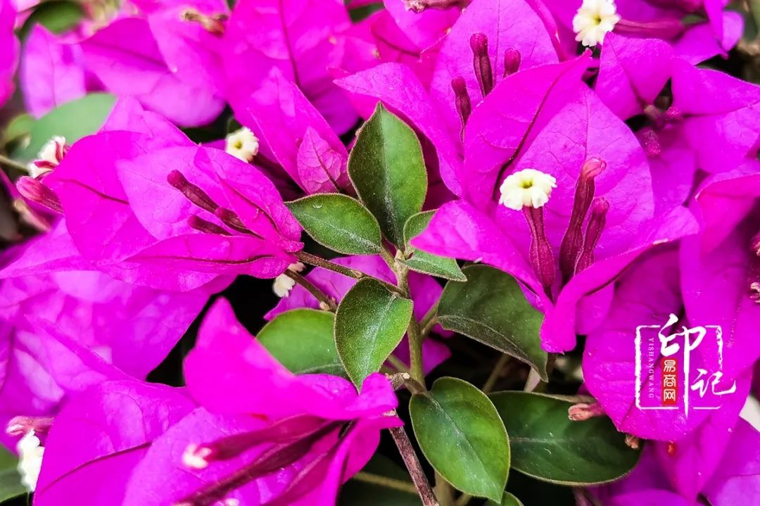 商丘道北花鸟批发市场,商丘花鸟宠物市场