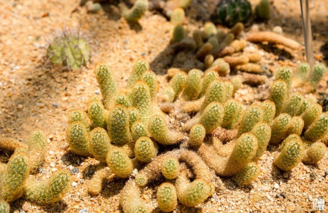 300+万㎡原始森林秘境，天河就有