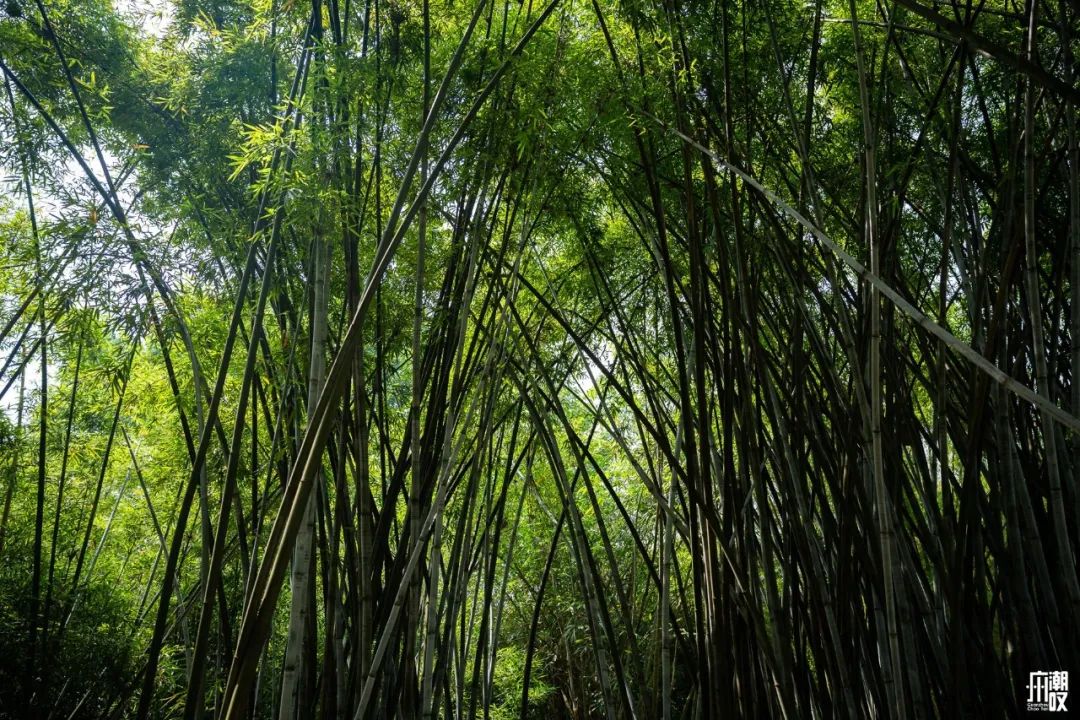 300+万㎡原始森林秘境，天河就有