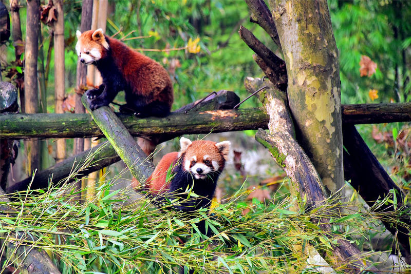 置身于童话中的九寨沟,畅游人间仙境黄龙九寨沟七日游