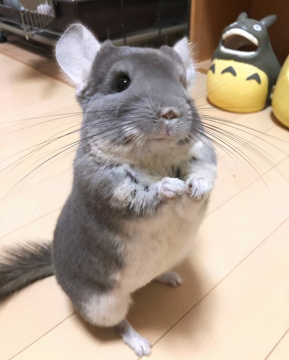 龙猫饲养全科普,科普饲养龙猫小知识