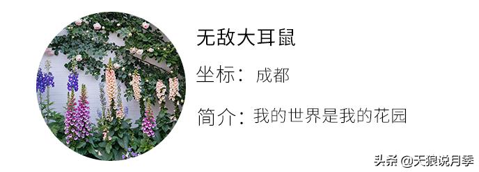 如何打造四季开花的花园,如何打造四季都有花的花园