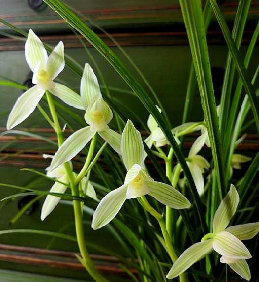 兰花长新根最快的方法,兰花新芽与老苗长得不一样