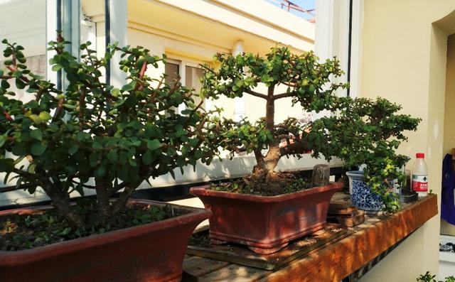 适合青年人养的绿植,适合懒人养的绿植非常容易活