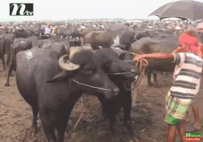 阿三赚钱是真的吗,阿三和奶牛