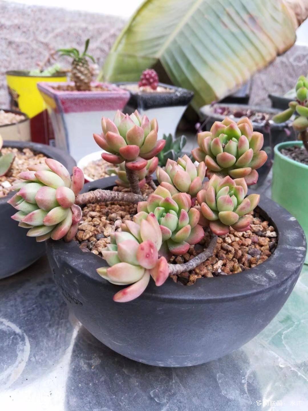 这才是多肉夏天该有的样子,多肉短期内颜值最高的时刻