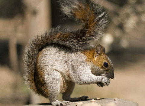 小松鼠饲养日常,新手如何饲养小松鼠