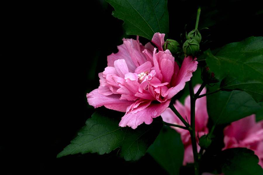 【罗忠奇】家乡的菜花朵