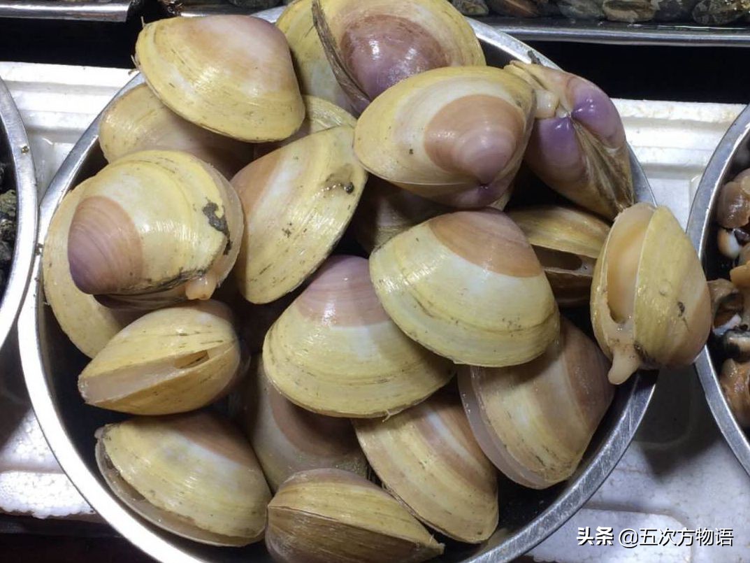 好吃的贝类品种大全,青岛贝类海鲜有哪些品种