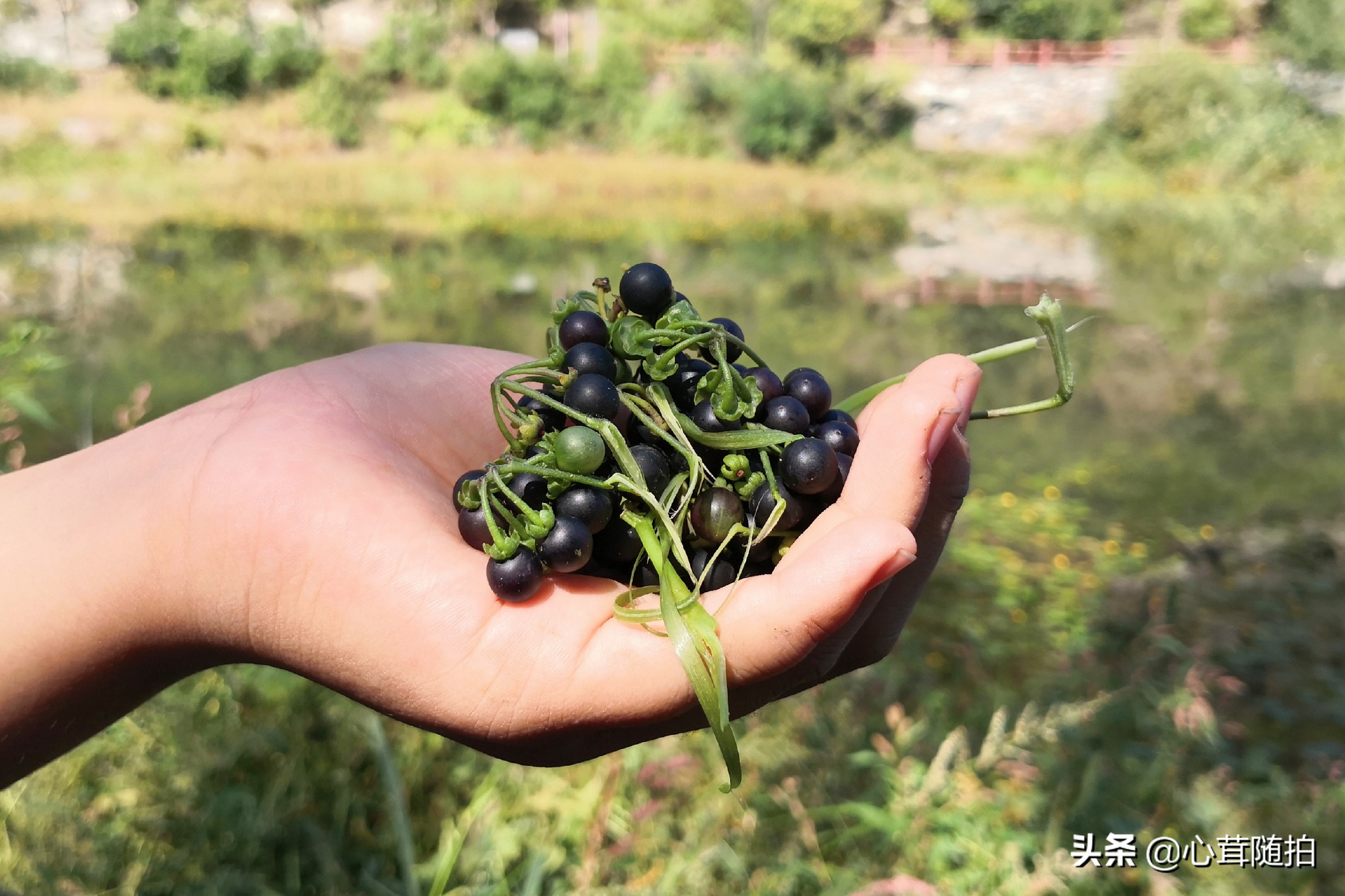 自驾白河湾,白河湾自然风景区自驾