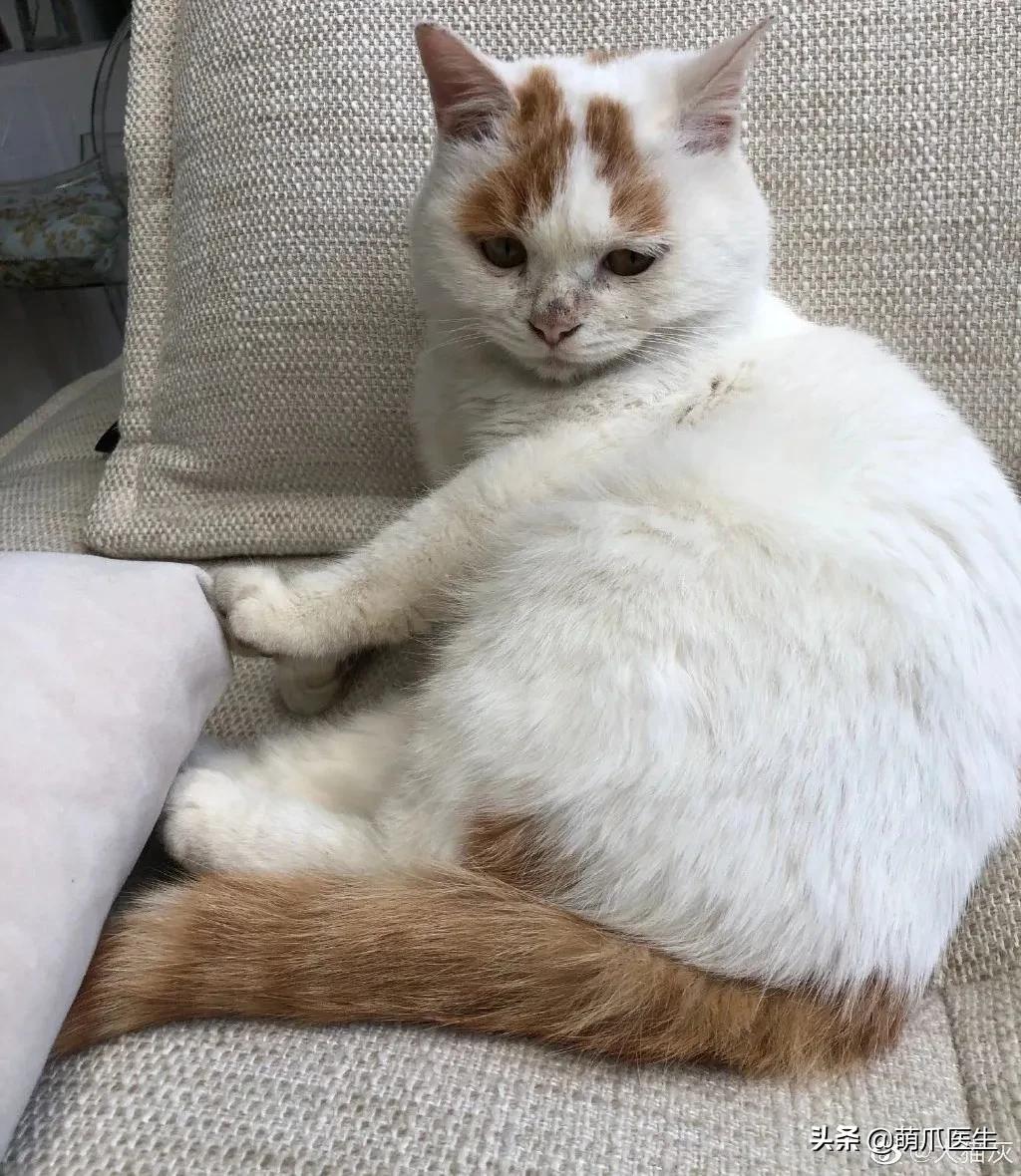 全网最委屈的猫主子,全网最委屈的小奶猫