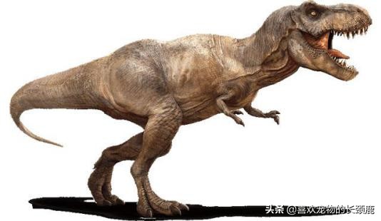 鸡和霸王龙为什么长那么像,鸡的身体上有霸王龙的基因