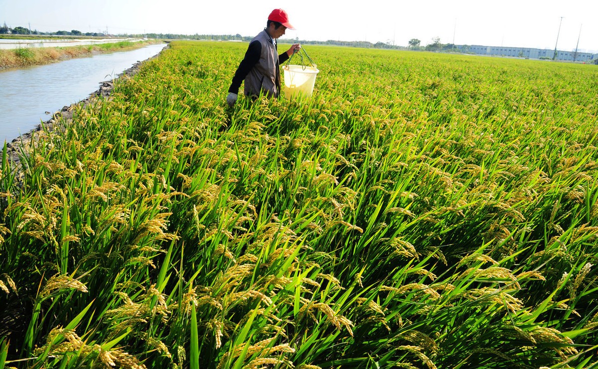 捕捞稻田泥鳅的新方法,稻田养泥鳅与养鱼哪种利润高