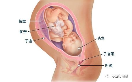 怀孕周刊,孕期周刊第93周