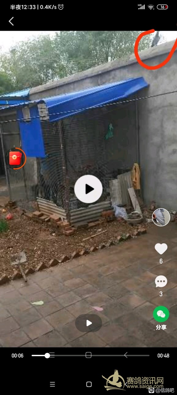 500公里最快归巢鸽,断指一年后能恢复吗