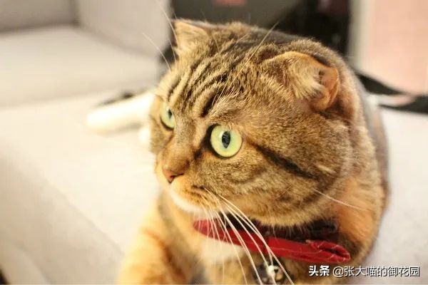 宠物饮水机漏电又爆炸？怎样才能选到安全放心的宠物饮水机？