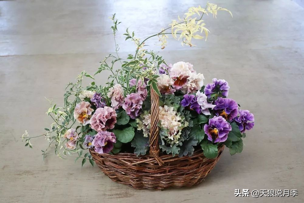 三色堇花卉盆栽,四季开花盆栽三色堇