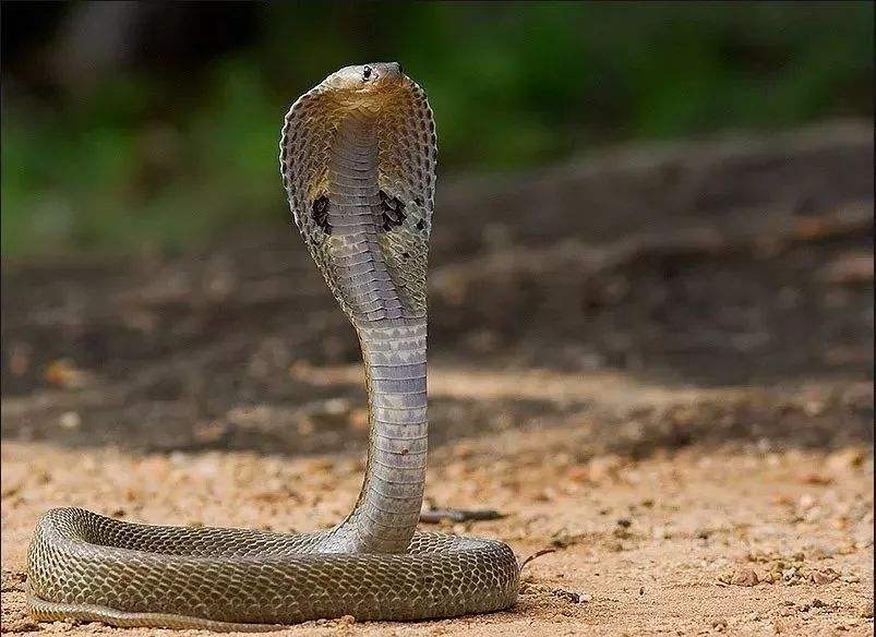 精灵宝可梦隐藏特性大全,精灵宝可梦寒冰小磁怪