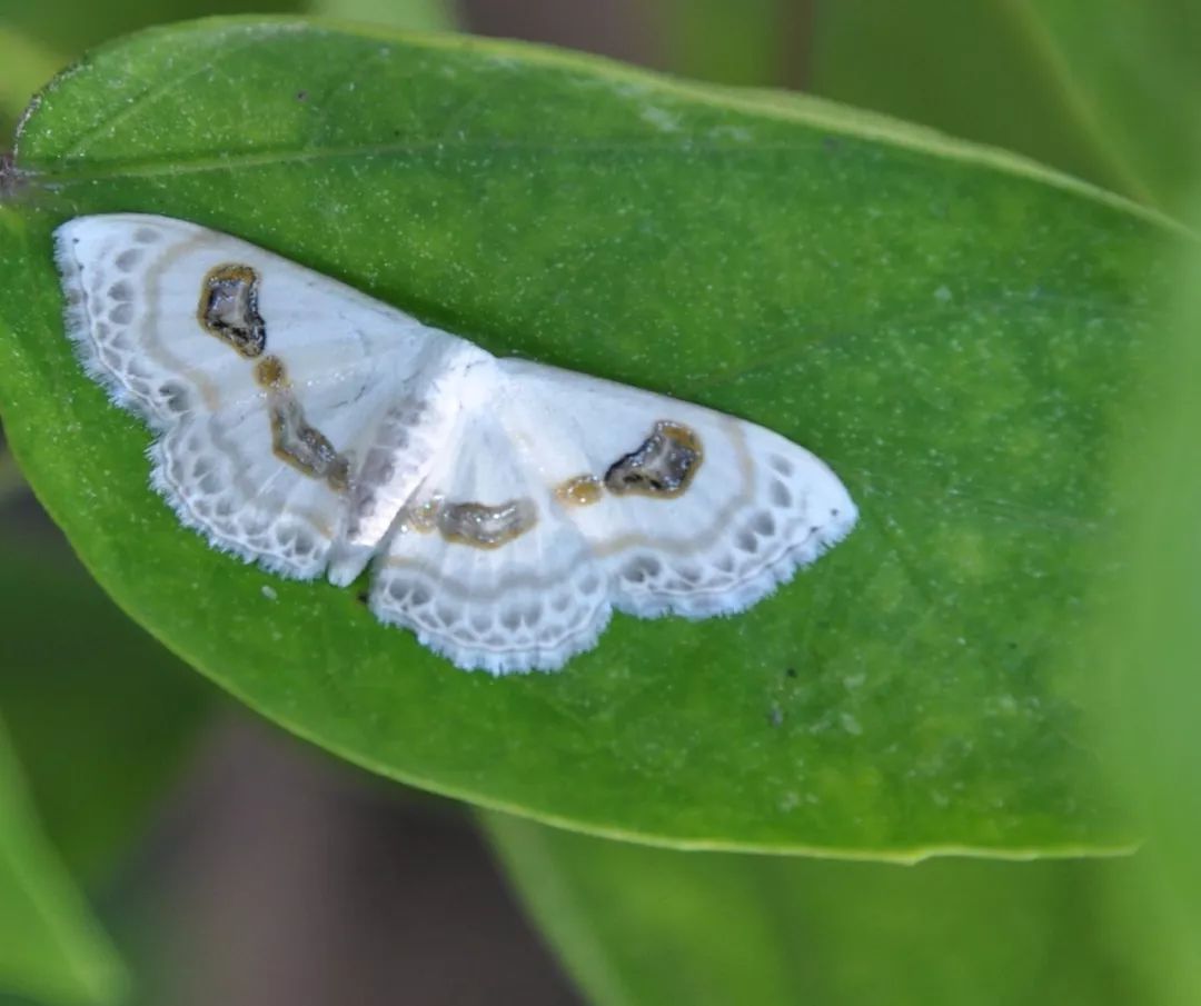 传说中的蛊虫真的有吗,传说中的扑棱蛾子