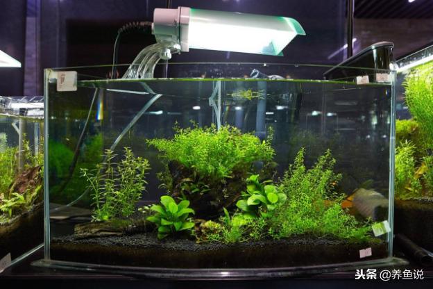 鱼缸水质偏酸怎么改善,兰寿鱼缸水质偏酸怎么办